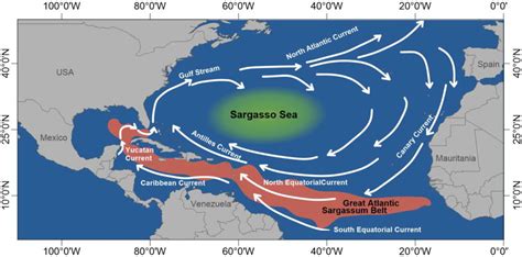 Frontiers Commercial Potential Of Pelagic Sargassum Spp In Mexico