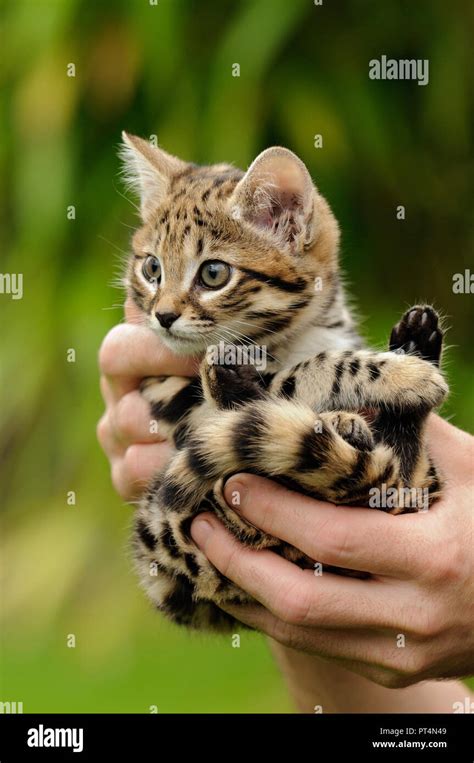Black Footed Cat Felis Nigripes Hand Raised 6 Week Old Kitten At The
