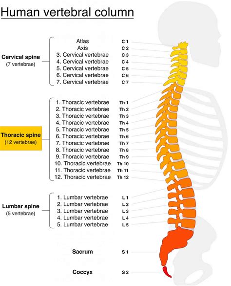 The Vertebral Column Chart 20x26 Human Spine Thoracic Vertebrae