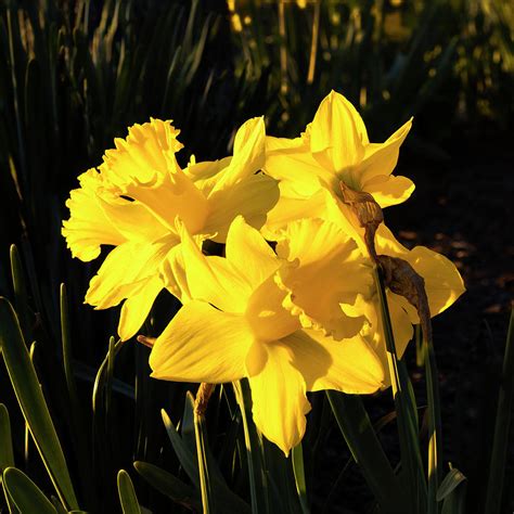 Yellow Daffodils In Spring Sunlight Photograph By Denise Harty