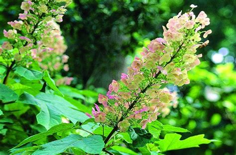 Shrubs For Shade Shade Gardening Top 10 Birds And Blooms