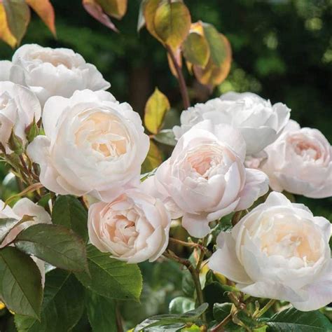 Desdemona Ft Cm Standard Rose Potted Roses Victoria