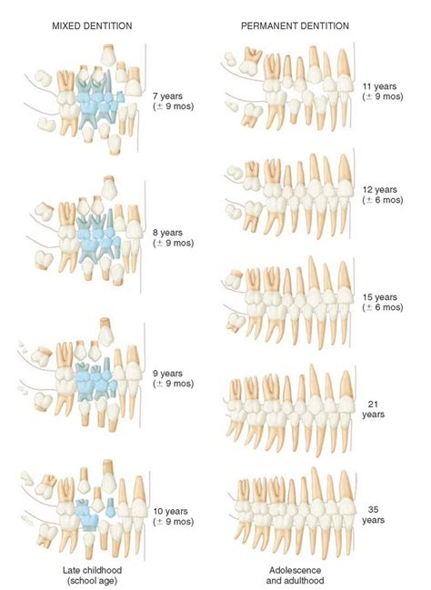 Development Of The Human Dentition From The Seventh Year To Maturity