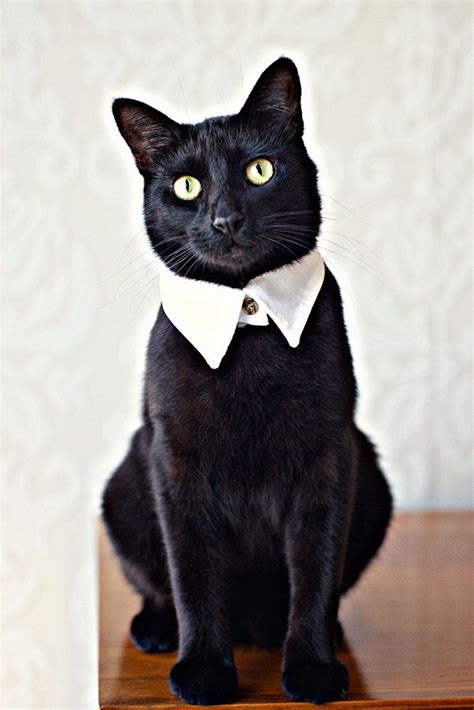 We're trying hard to ensure they.cool cat collars. Black Cat ~ cat collar - @Laura Jayson Phillips, we must ...