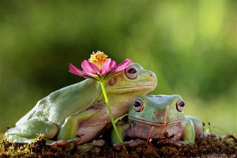 Frogs In Love Null Cute Frogs Frog Pictures Pet Frogs