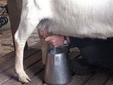 Five Things You Should Know About Goats Milk • The Prairie Homestead