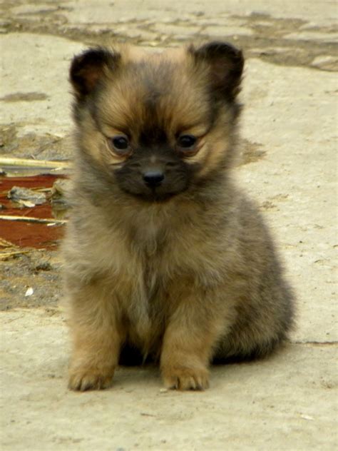 Unreal Pomeranian Cross Breeds You Have To See To Believe