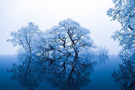 White Leaves Trees Photography Nature Inspiration Trees Blue