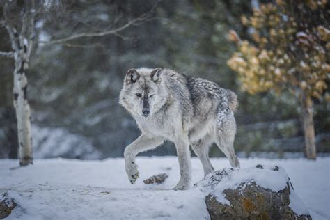 Beautiful Gray Wolves West Yellowstone Wolves Montana Win Flickr