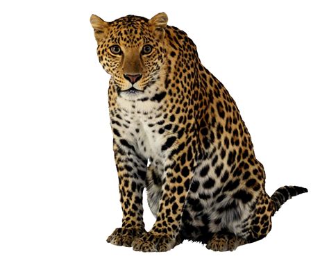 Free 65 Png Transparent Cheetah Print Svg Free SVG PNG EPS DXF File