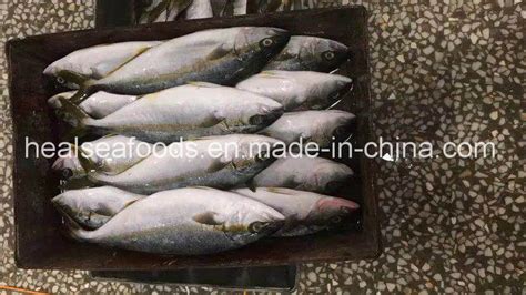 frozen yellow tail 500 700g for sale china yellow tail and frozen yellow tail