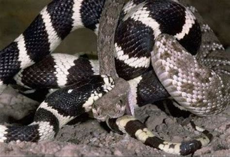 A Hillbilly Guide To Snakes The California Kingsnake Hubpages