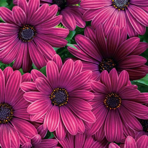 27 Best Fall Flowers Blooms For Your Autumn Garden Proven Winners