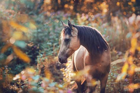 Carina Maiwald Equine Photographer Beautiful Horses Photography