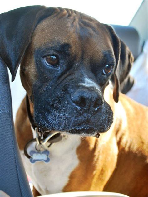 Community Boxer Dogs Boxer Dog Pictures Boxer Dog Breed