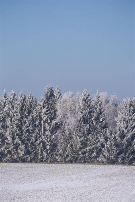 Snow Covered Conifers In North Germany Stock Photo Image Of Tree