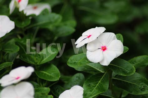 Midtown flowers offers the naples , fl area. White Flower, Naples, Florida | Lucy Wyatt