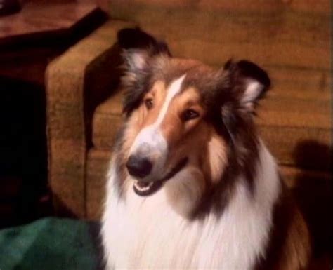 Lassie 1954