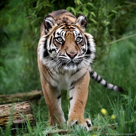 Brookshaw Photography — A Beautiful Female Sumatran Tiger Named Puna At