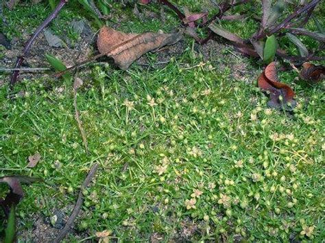 Plantfiles Pictures Sagina Species Corsican Pearl Wort Heath