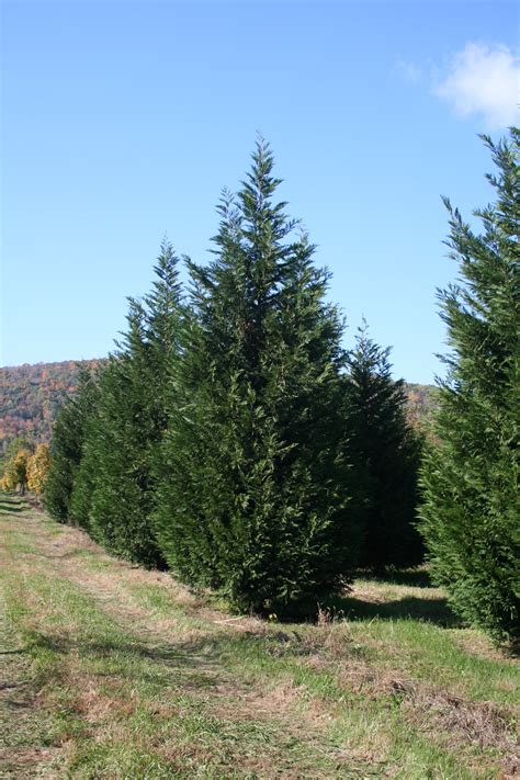Evergreen Leyland Cypress Cupressocyparis Leylandii Shade Tree Farm