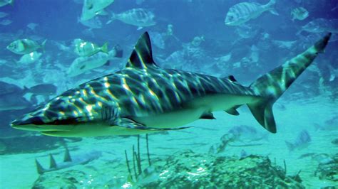 Filedusky Shark Seaworld Wikimedia Commons
