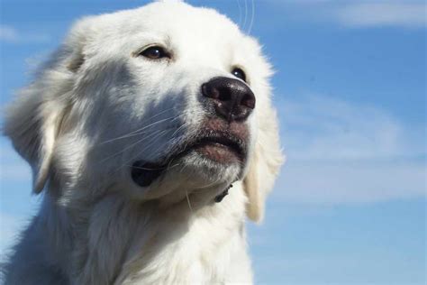 Great pyrenees are also known as pyrenean mountain dogs. Pyrenean Mastiff | Dog Breeds Facts, Advice & Pictures ...