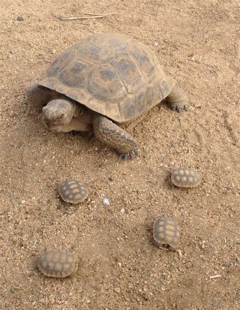 How To Take Care Of Baby Desert Tortoise Donna Milburn Torta Nuziale