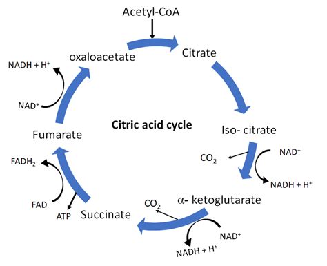 In One Krebs Cycle Decarboxylation Takes Place At Stepsa