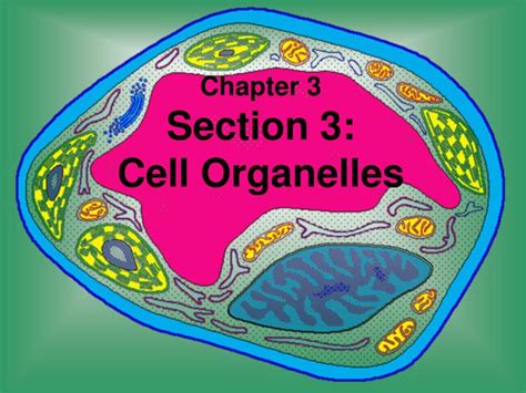 Ppt Chapter 3 Section 3 Cell Organelles Powerpoint Presentation