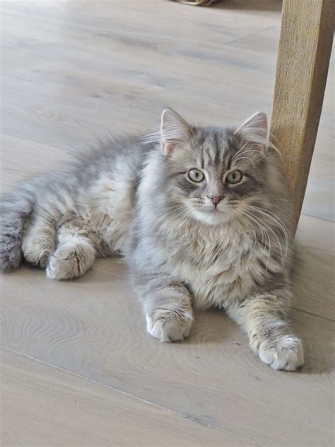 Best Images Ideas About Siberian Kitten Most Affectionate Cat Breeds Catsbreedsragdoll