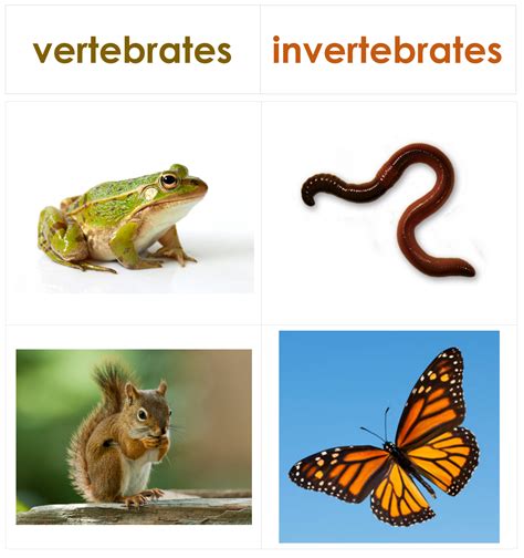 Vertebrate Or Invertebrate Sorting Northwest Montessori Preschool