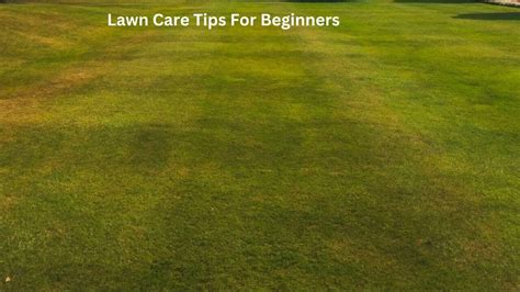 11 Powerful Lawn Care Tips For Beginners Green Lawn Bliss