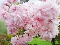 Zone 9 tropicals specializes in rare plants and tropical plants for sale of all kinds as well as plants for all usda zones, especially zone 9 tropical plants. 29 best images about Flowering Trees Zone 9 on Pinterest ...