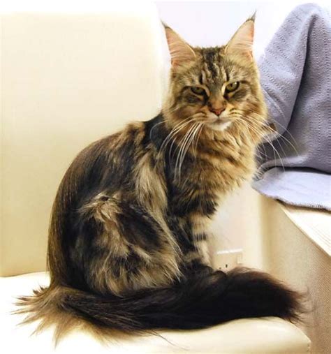 29 Best Mainecoon Cats Images On Pinterest Beautiful