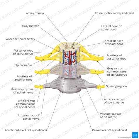 Peripheral Nervous System Anatomy Divisions Functions Kenhub