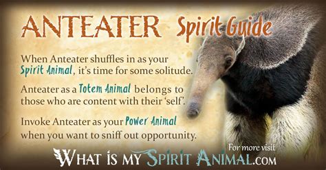 Anteater Symbolism And Meaning Spirit Totem And Power Animal