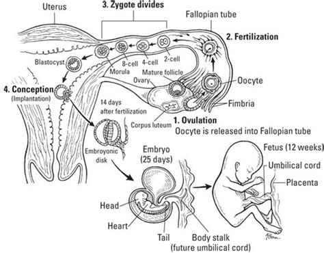 Anatomy And Physiology The Embryologic Perspective
