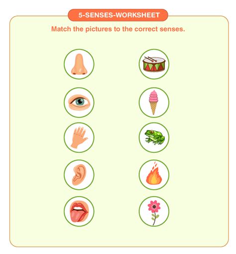 5 Senses Worksheet Download Free Printables For Kids