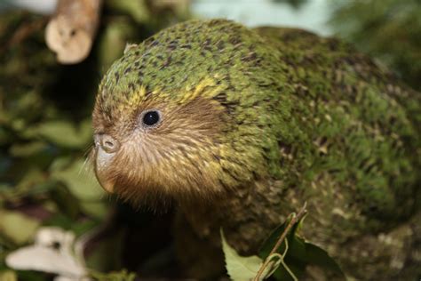 The Creature Feature 10 Fun Facts About The Kakapo Wired