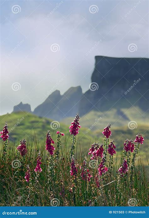 Skye Mountains Stock Image Image Of Meadow Cuillins Scenery 921503