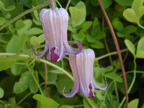 Full sun, partial shade water demand: Clematis pitcheri "Purple Leatherflower" -- this climber ...