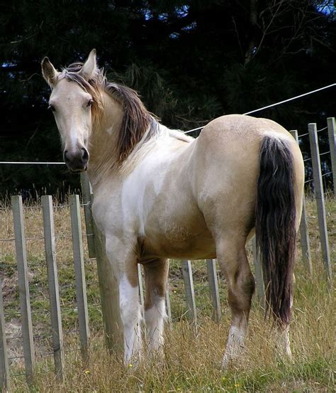 Larger horses are hard to maintain, however, and crossbreeding with lighter breeds reduced the size of the gypsy vanner considerably. Pin on Horses