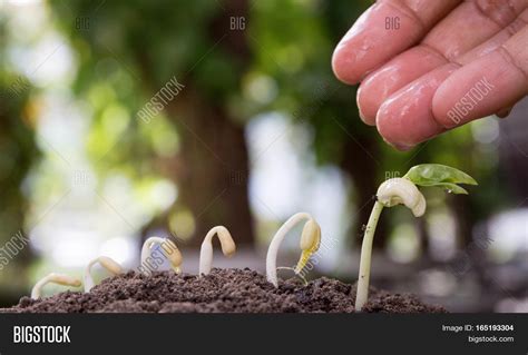 Seed Tree Seeding Image And Photo Free Trial Bigstock