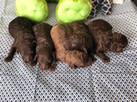 Labradoodles of long island is a home breeder, which means we don't use kennels or keep our dogs outside in a puppy shed. all of our dogs and their puppies are our. Tiny Toy Chocolate Australian Labradoodle Puppies ...