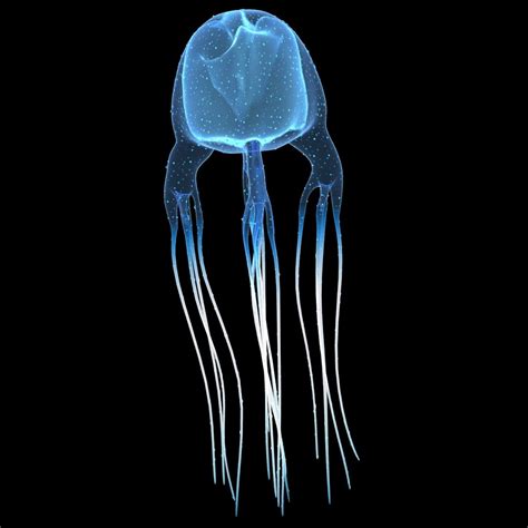 3d Box Jellyfish Cubozoa Model Turbosquid 1451178