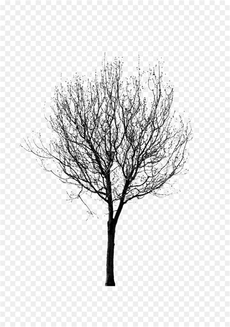 Hitam Dan Putih Ranting Pohon Gambar Png