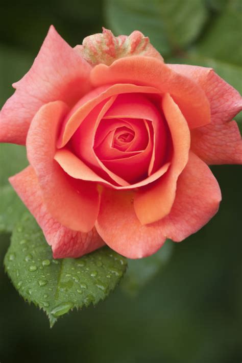 Choose the right rose for the right occasion with our handy colour guide. 14 Rose Color Meanings - What Do the Colors of Roses Mean ...
