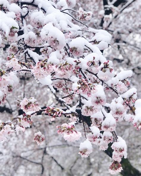 Rare Snow Falls On Cherry Blossoms In Japan Klook Travel Blog