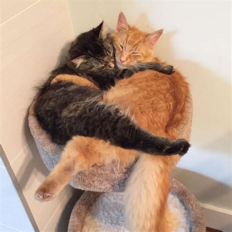 Cuddly Cat Siblings Out Grow Bed
